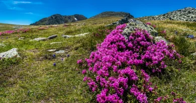 Culoare și spectacol în Retezat. Planta care înfrumusețează zona lacurilor glaciare în luna iunie