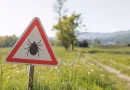 Vara aduce invazia căpușelor și țânțarilor. Ce trebuie să faci pentru a evita infecțiile periculoase