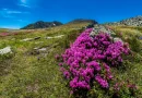Culoare și spectacol în Retezat. Planta care înfrumusețează zona lacurilor glaciare în luna iunie